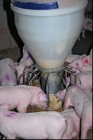 Feeding pigs 9