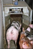 Pig fodder station 3