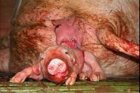 Piglets birth 11