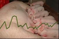 Sow and piglets price
