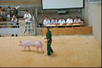 breeding boar market 34