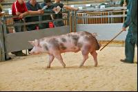 breeding boar market 30
