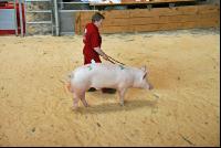 breeding boar market 8