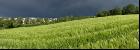 Nach dem Gewitter 1