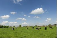 Holstein Weide 142