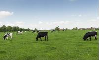 Holstein Weide 144