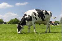 Holstein Weide 148
