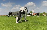 Holstein Weide 149