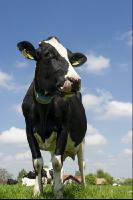 Holstein Weide 153