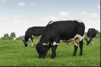 Holstein Stier 1