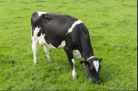 Holstein Weide 159