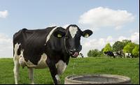 Holstein Weide 160
