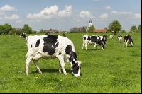 Holstein Weide 162