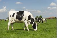 Holstein Weide 163