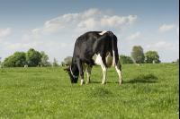 Holstein Weide 166