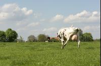 Holstein Weide 167