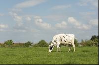 Holstein Weide 168
