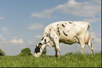 Holstein Weide 169