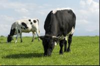 Holstein Stier 2