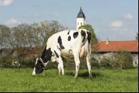 Holstein Weide 172