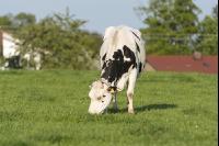 Holstein Weide 173