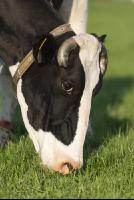Holstein Weide 174