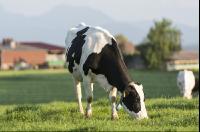 Holstein Weide 175