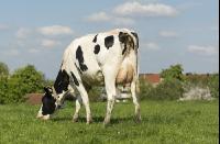 Holstein Weide 178