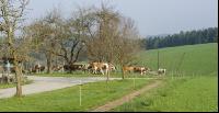 Weidegang Triebwege 3