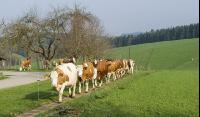 Weidegang Triebwege 4