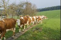 Weidegang Triebwege 5