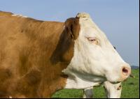 On green pastures 44