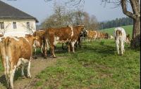 Weidegang Triebwege 7