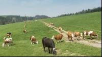 Weidegang Triebwege 6
