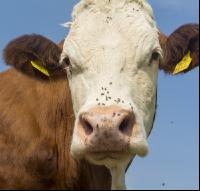 On green pastures 45