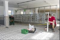 Zuchtschweinestall Bau 5
