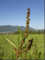 Ampfer im  Feldfutter 1