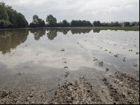 Erdbeeren Hochwasser  
