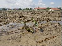 Erdbeeren Hochwasser  