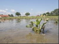 Erdbeeren Hochwasser  