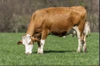Fleckvieh auf Weide 27