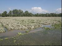 Kartoffel Hochwasser 17