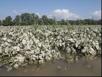 Kartoffel Hochwasser 16