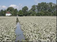 Kartoffel Hochwasser 15