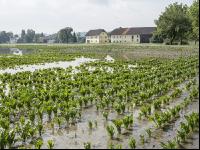 Rüben Hochwasser 13