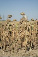 Sonnenblumen Dürre 4