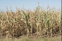 Maize drought 42