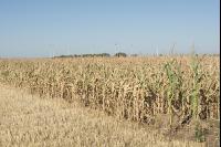 Maize drought 43