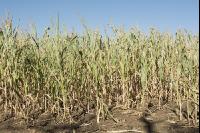 Maize drought 38
