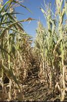Maize drought 32